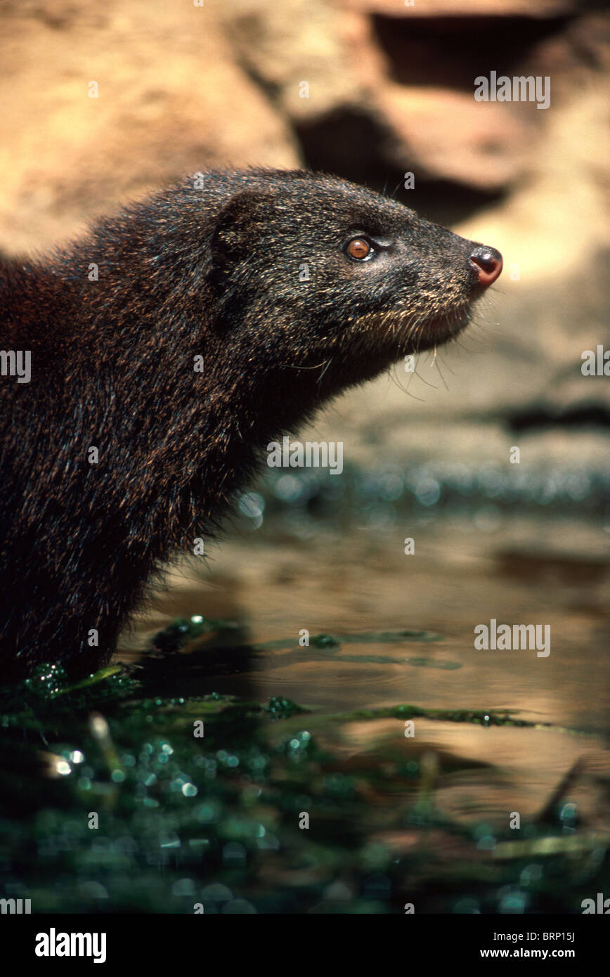 Water mongoose looking upwards Stock Photo