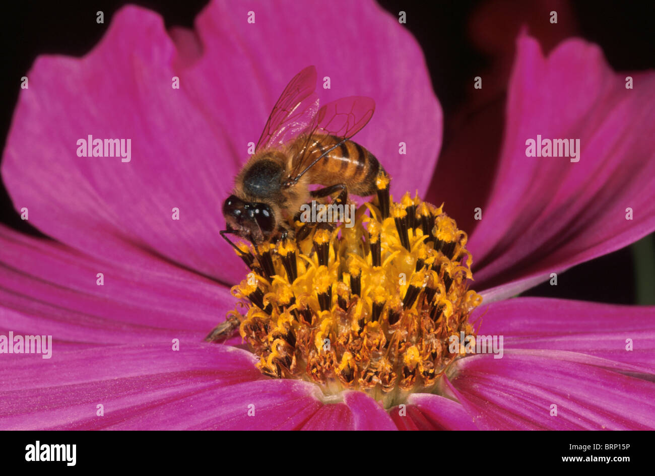 Bee collecting pollen from a cosmos flower Stock Photo
