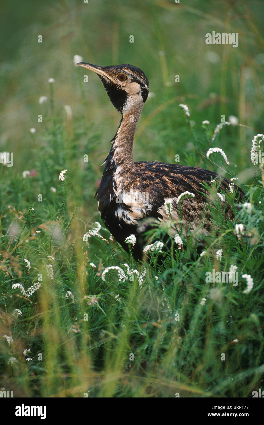 Blackbellied Korhaan in medium high grass tinged with fluffy grass seeds and about to display. Stock Photo