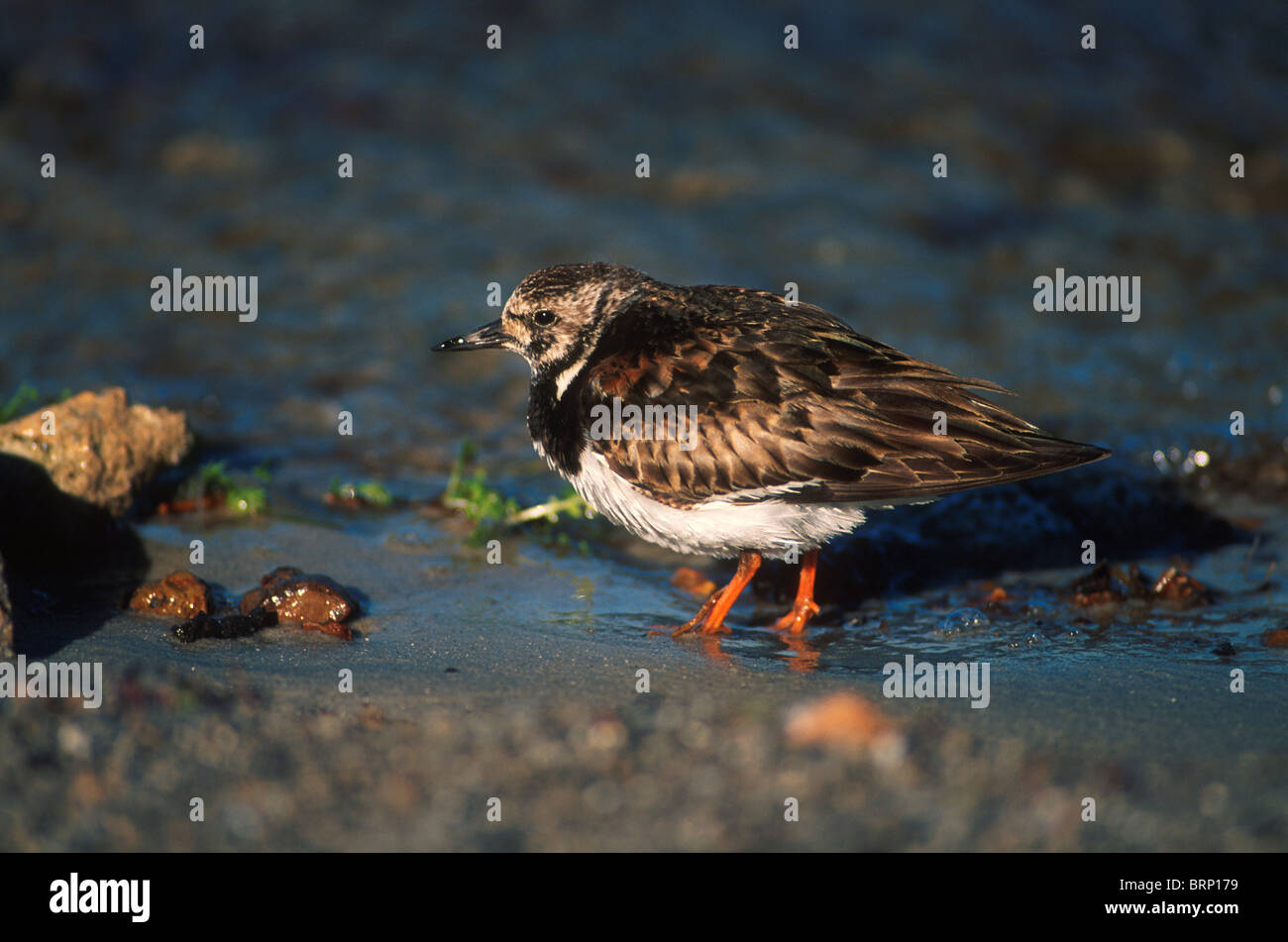 Turnstone close-up, individual in semi-breeding condition searching through an aquatic environment. Stock Photo