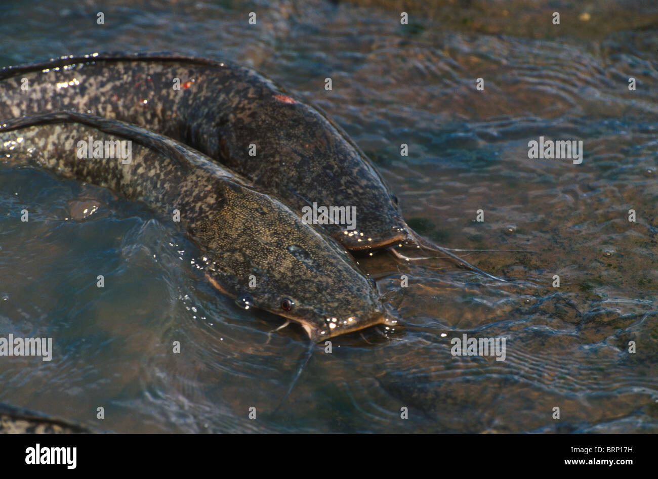 Two barbel fish in shallow water during migration Stock Photo Alamy
