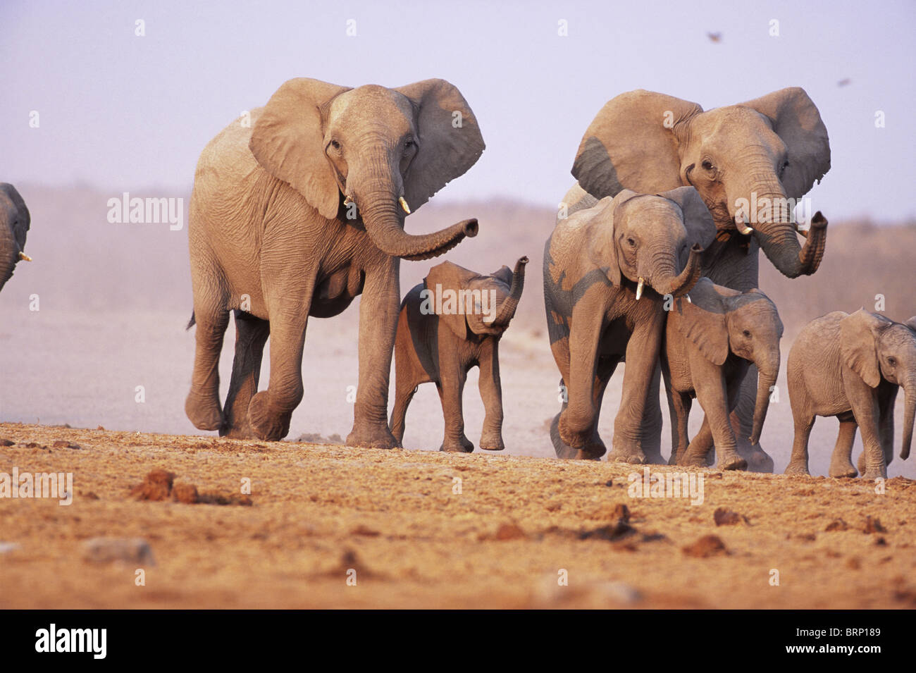 An African elephant family on the move with their trunks raised to