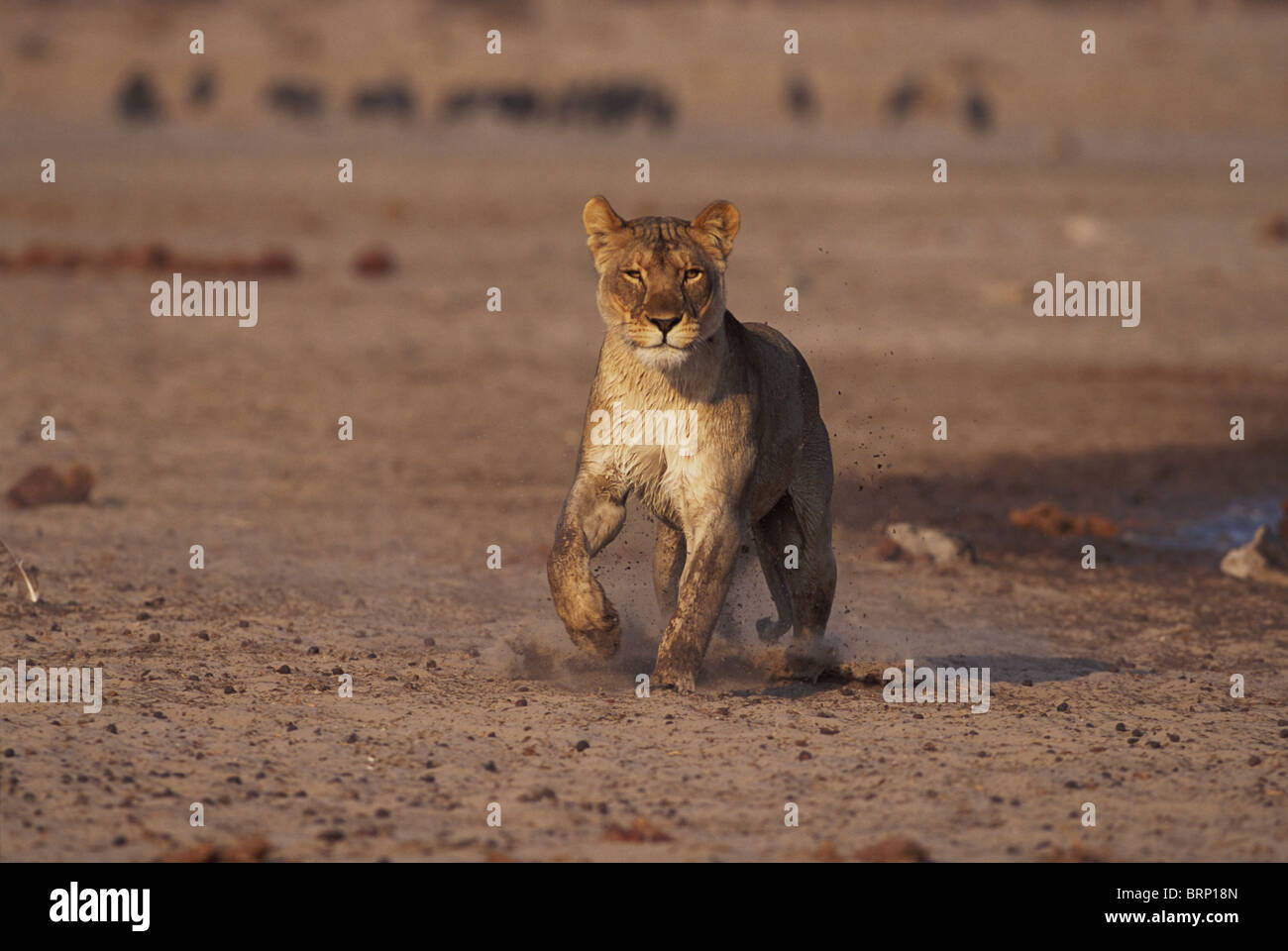 Lioness stops up short on abandoning its attack on a herd of kudus Stock Photo