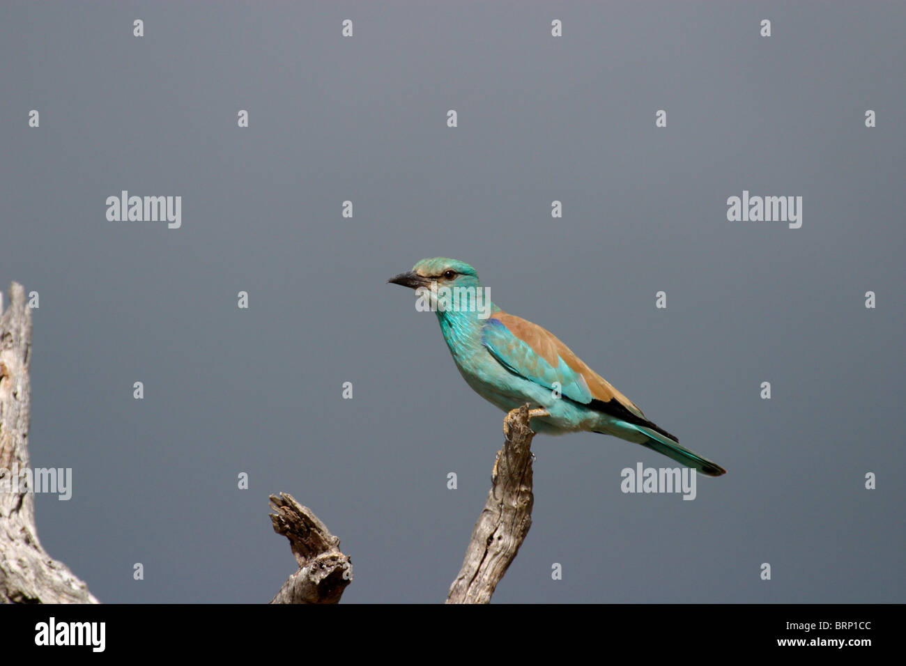 European roller Stock Photo