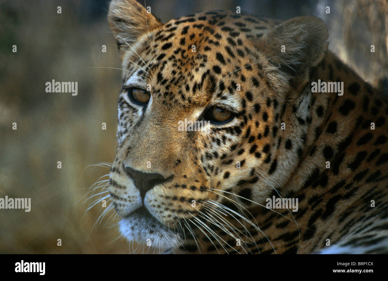 A tightly framed portrait of a leopard Stock Photo