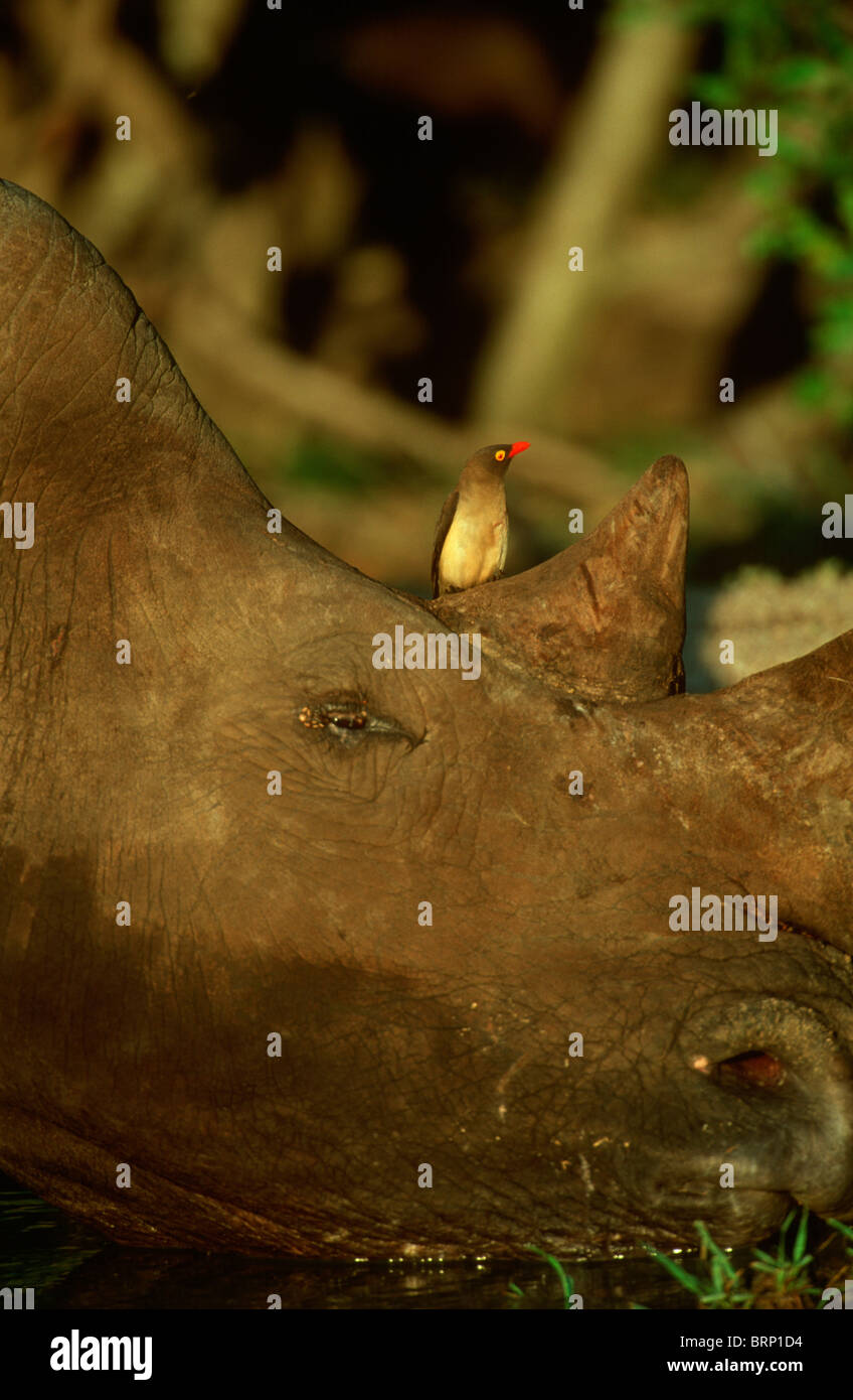 Red billed oxpecker rhinoceros hi-res stock photography and images