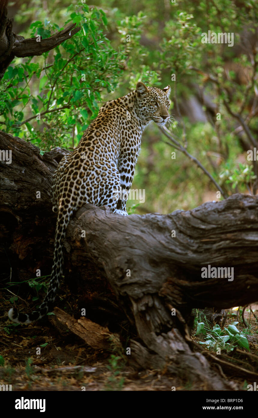 A young leopard sitting on a large shady tree stump Stock Photo - Alamy