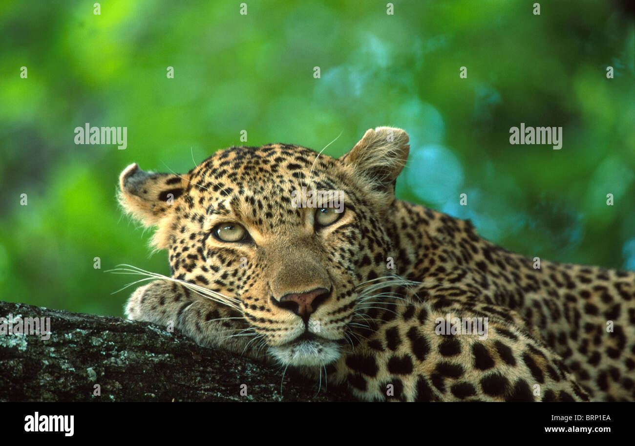 Leopard portrait while resting on a branch in an Acacia tree Stock ...