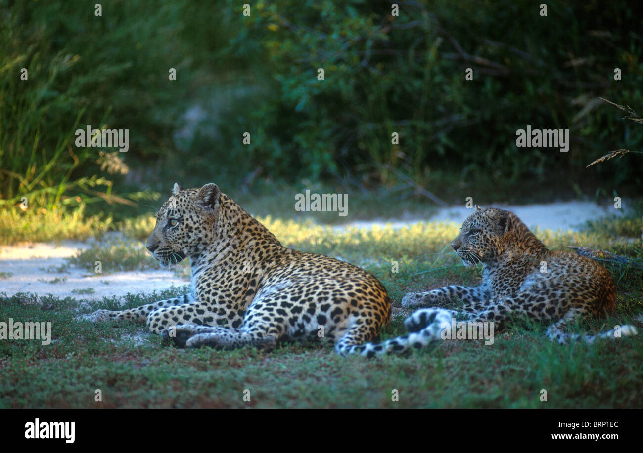 African leopard lying in shade hi-res stock photography and images - Alamy