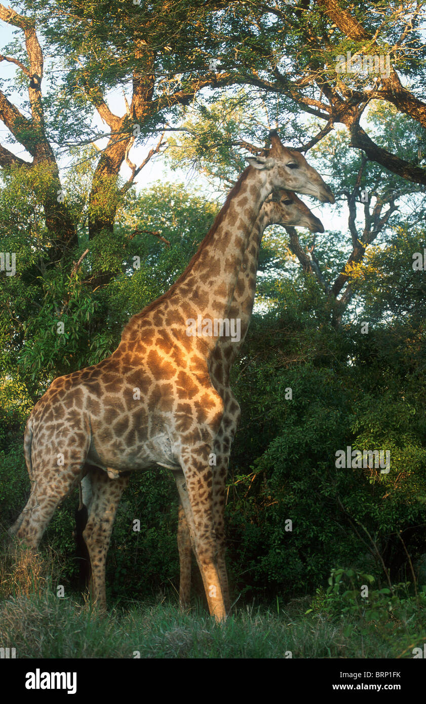 A pair of giraffes feeding on knobthorn tree (Acacia nigrescens) Stock Photo