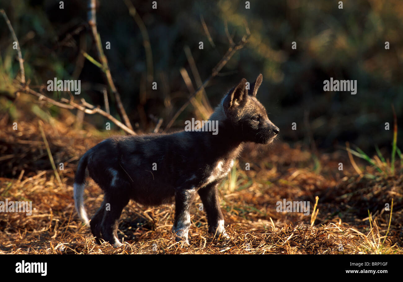 African wild dog baby hi-res stock photography and images - Alamy