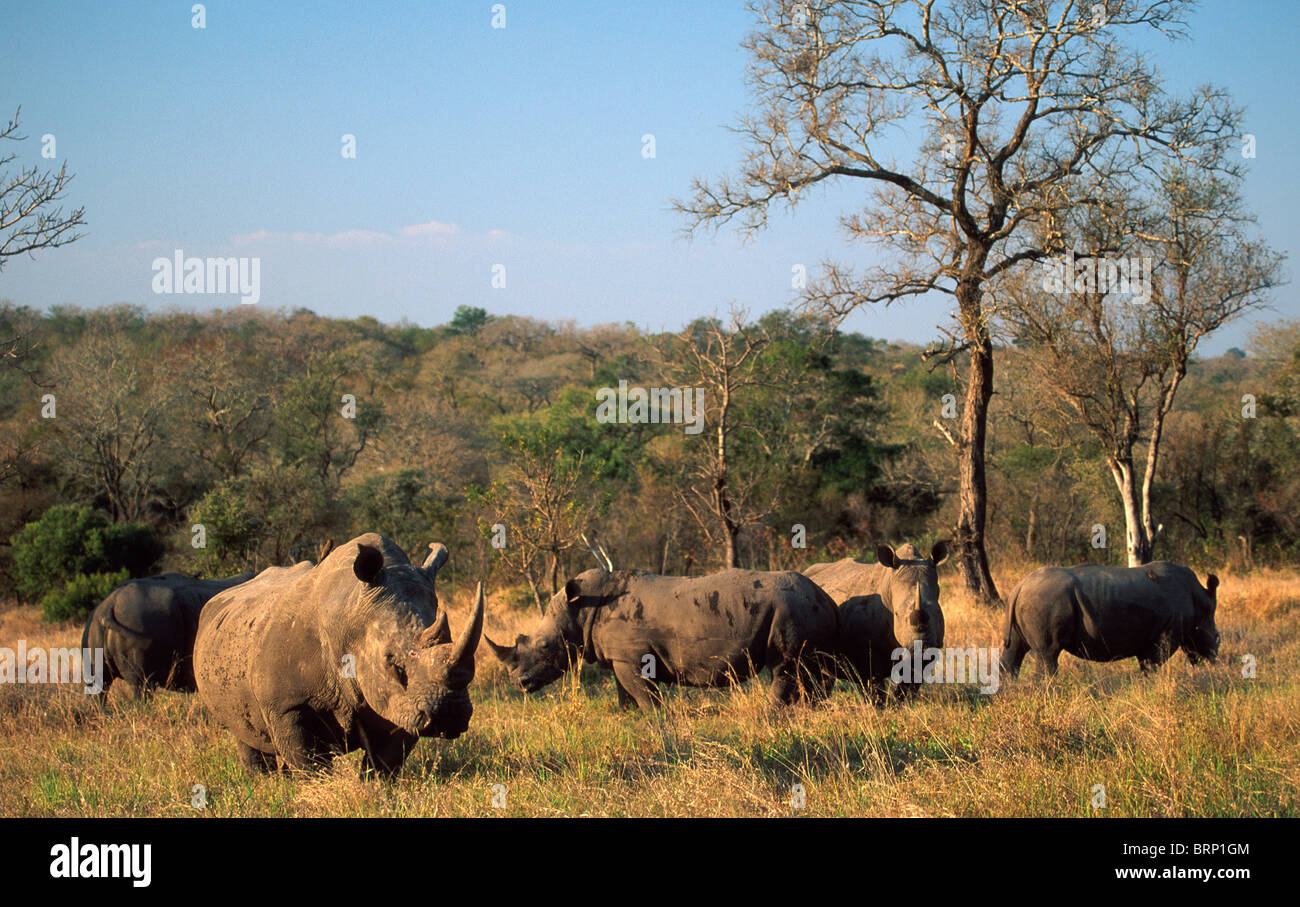 A herd of five white rhinoceros in bush typical of Mala Mala game reserve. Stock Photo