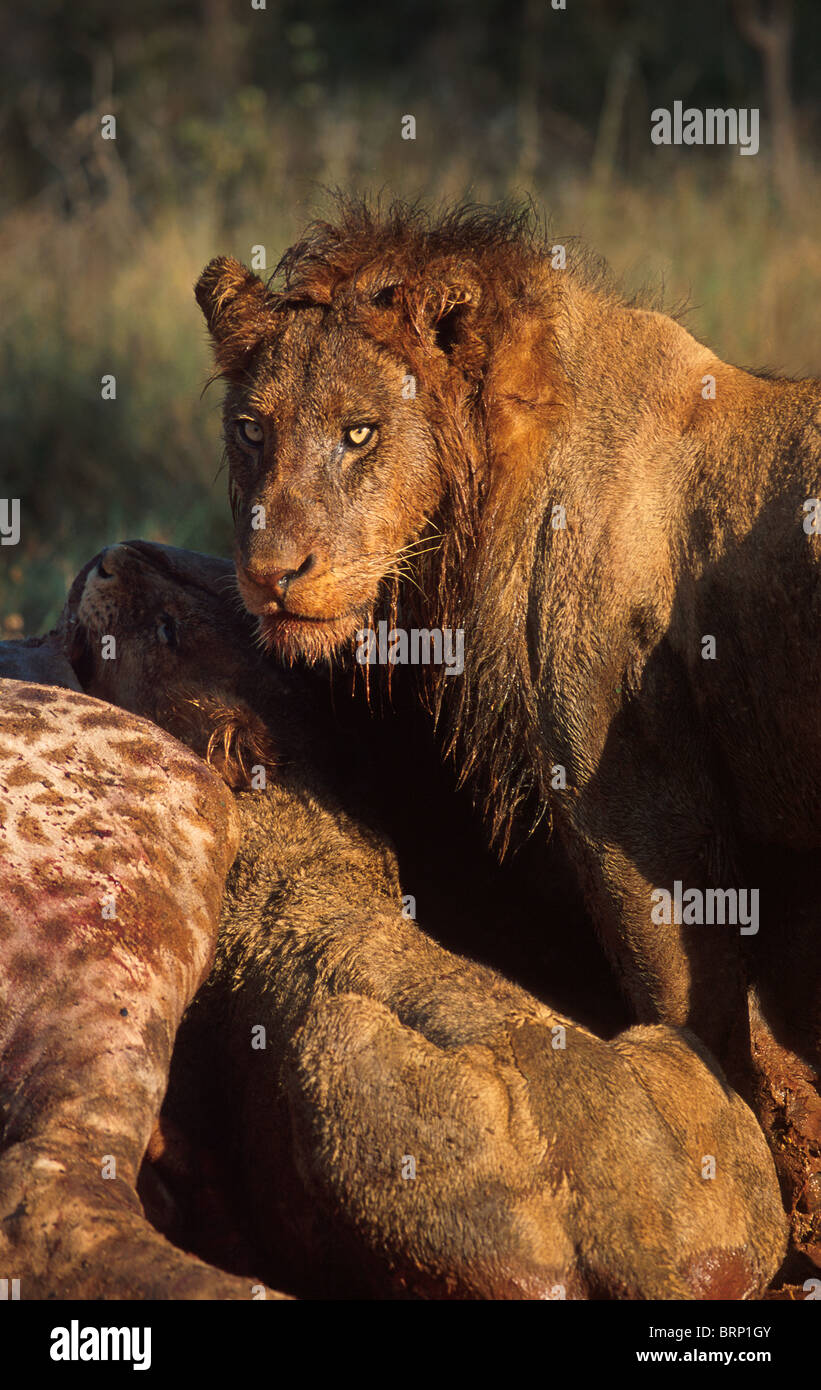 Two lions feeding on giraffe Stock Photo