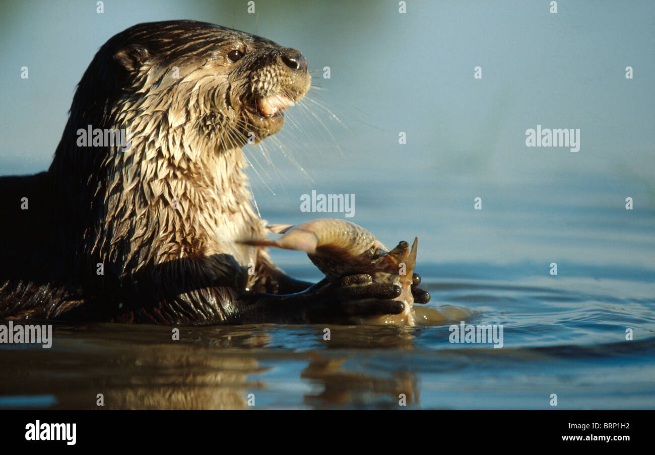 Cape Clawless Otter eating a fish Stock Photo - Alamy