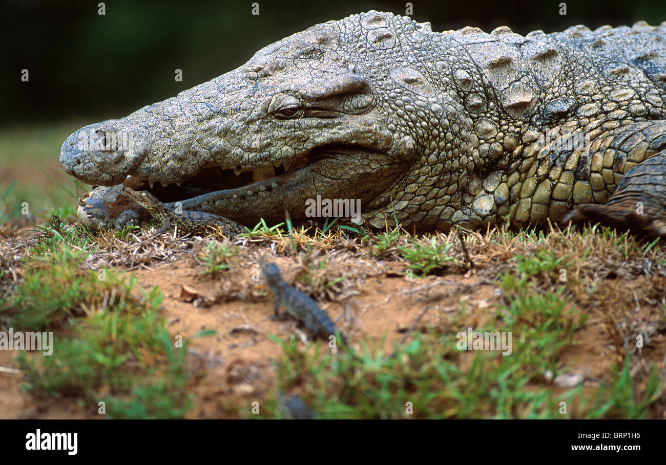 Le gere hi-res stock photography and images - Page 3 - Alamy