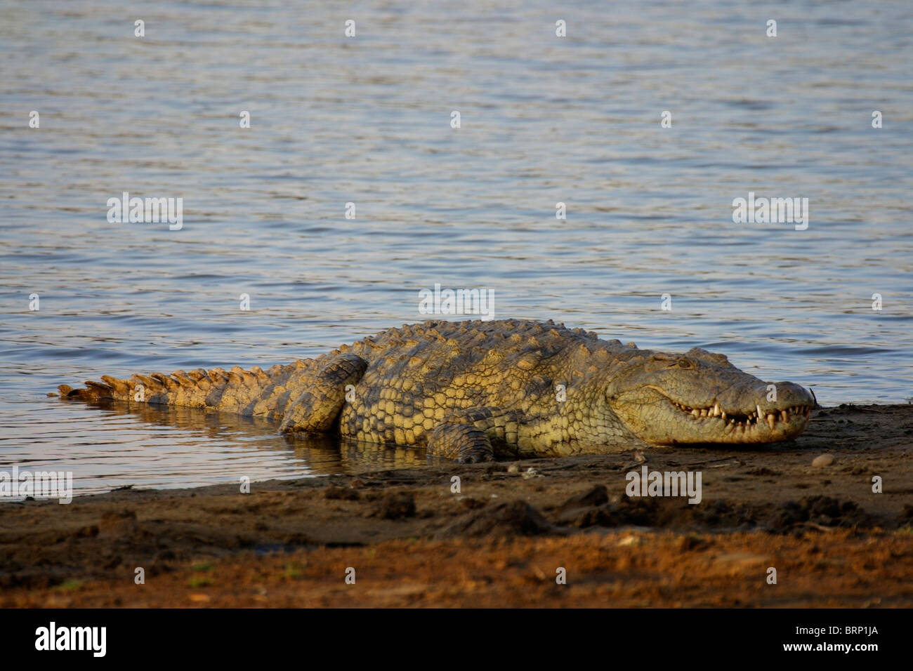 Nile Crocodile resting on the waters edge Stock Photo - Alamy