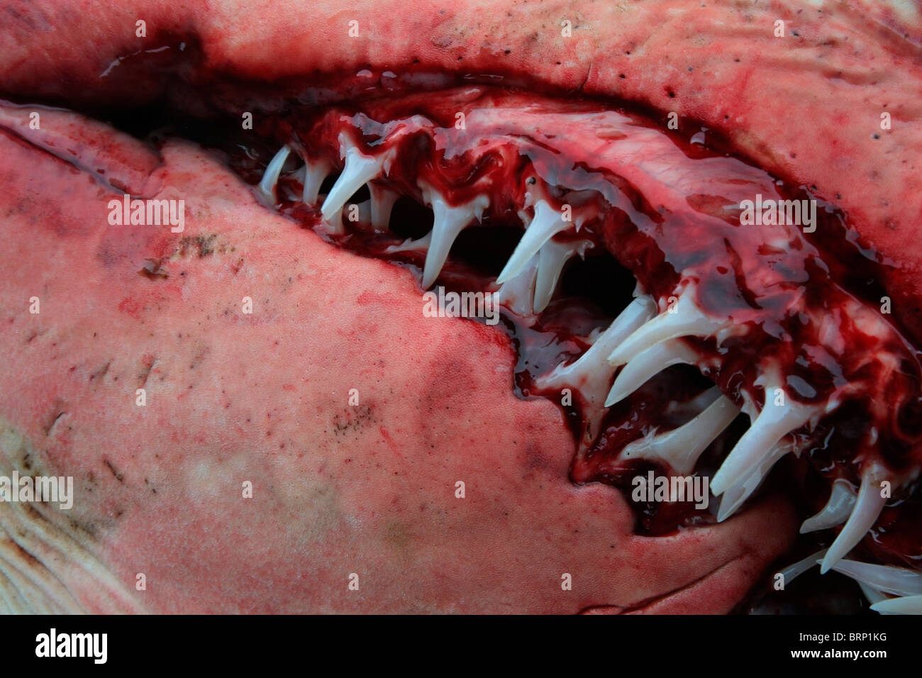 Detail of Ragged Tooth Shark's mouth prior to dissection. Stock Photo