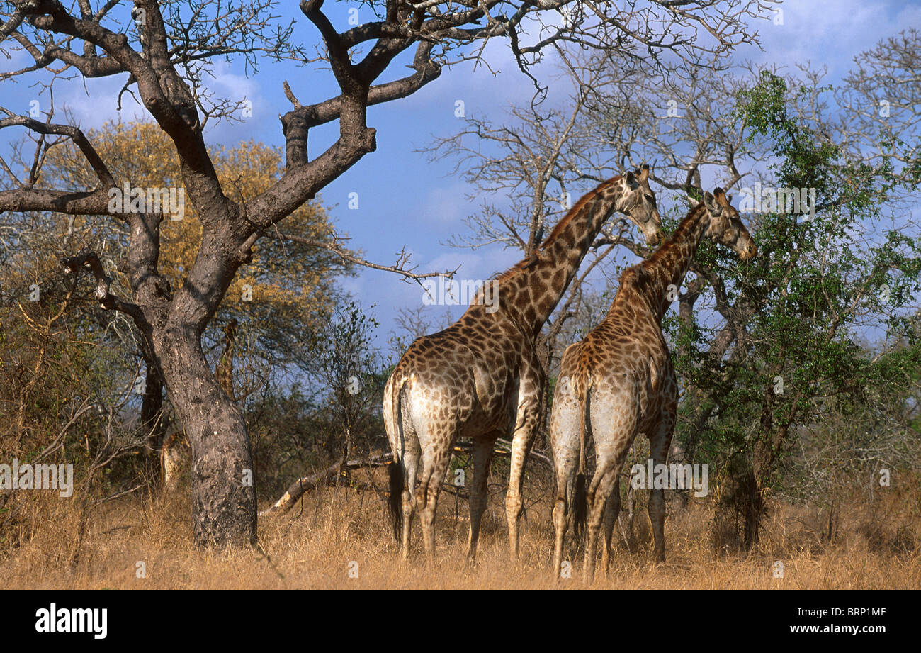 Two giraffes browsing on a Combretum bush Stock Photo