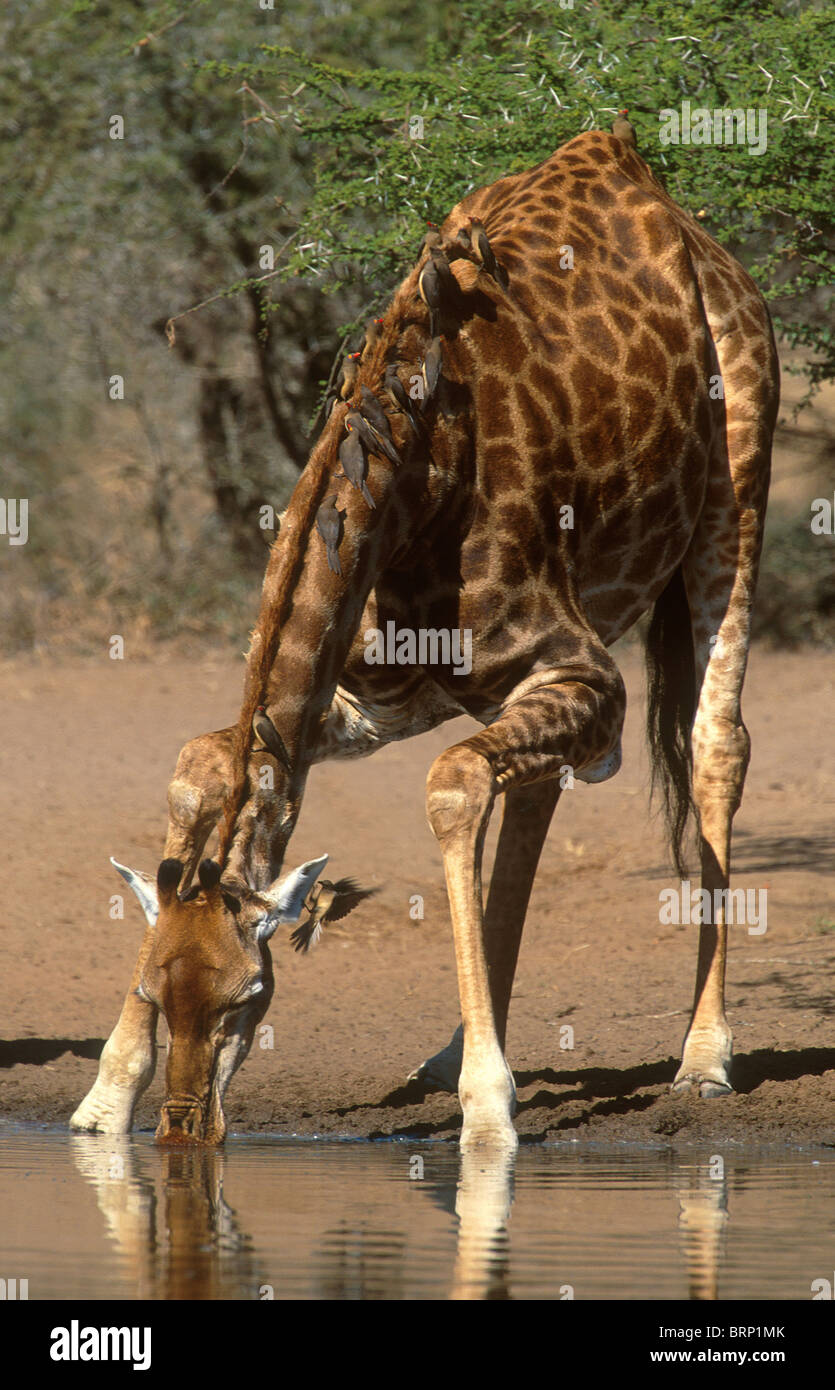 A Giraffe stoops down to drink at a waterhole while oxpeckers feed on it's back Stock Photo