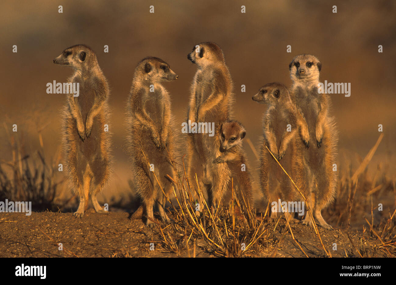 Meerkats (suricates) sunbathing at their burrow Stock Photo