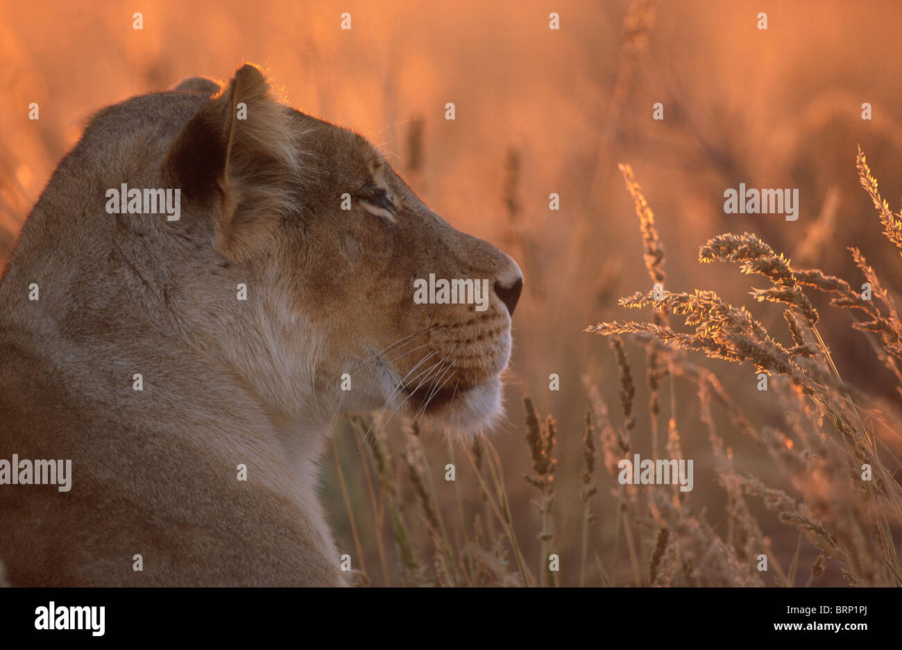 A close-up, side-view of a Lioness lying amongst tall Schmidtia kalahariensis grass Stock Photo
