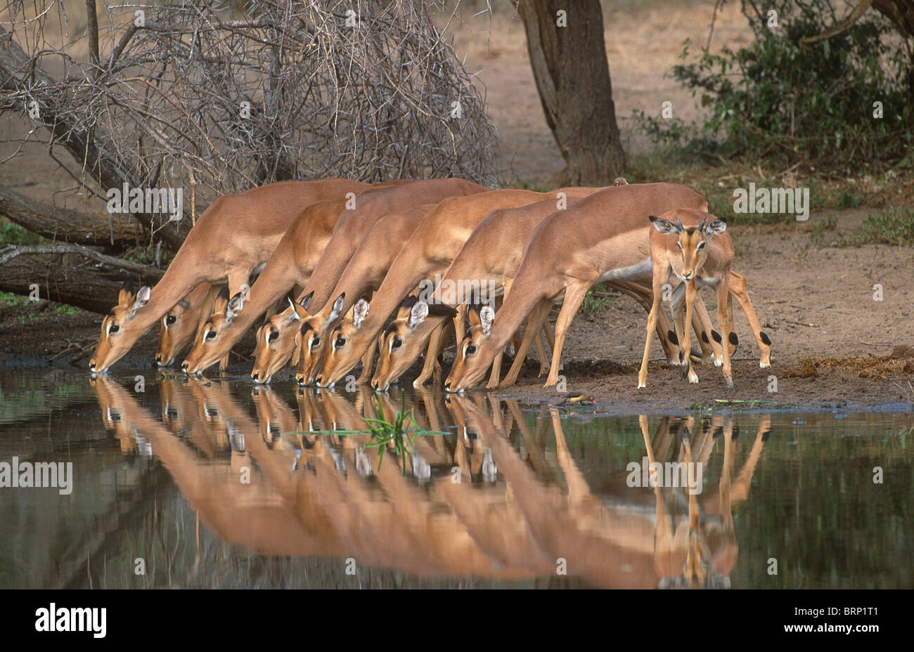 A herd of nine female Impalas drinking at a waterhole in the Kruger National Park Stock Photo