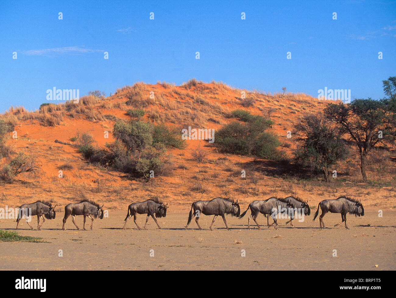 A herd of seven wildebeest walking along a dry river bed in the Kalahari against the backdrop of a red sand dune Stock Photo