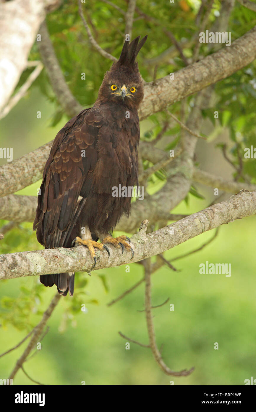 Long-crested Eagle perched in a tree Stock Photo