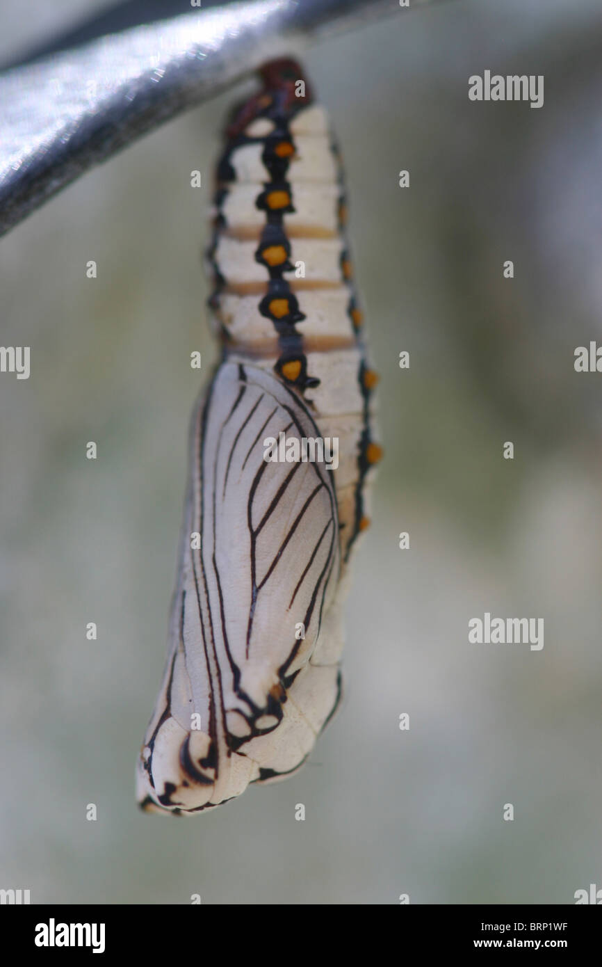 Butterfly Pupa (Crysalis) Stock Photo