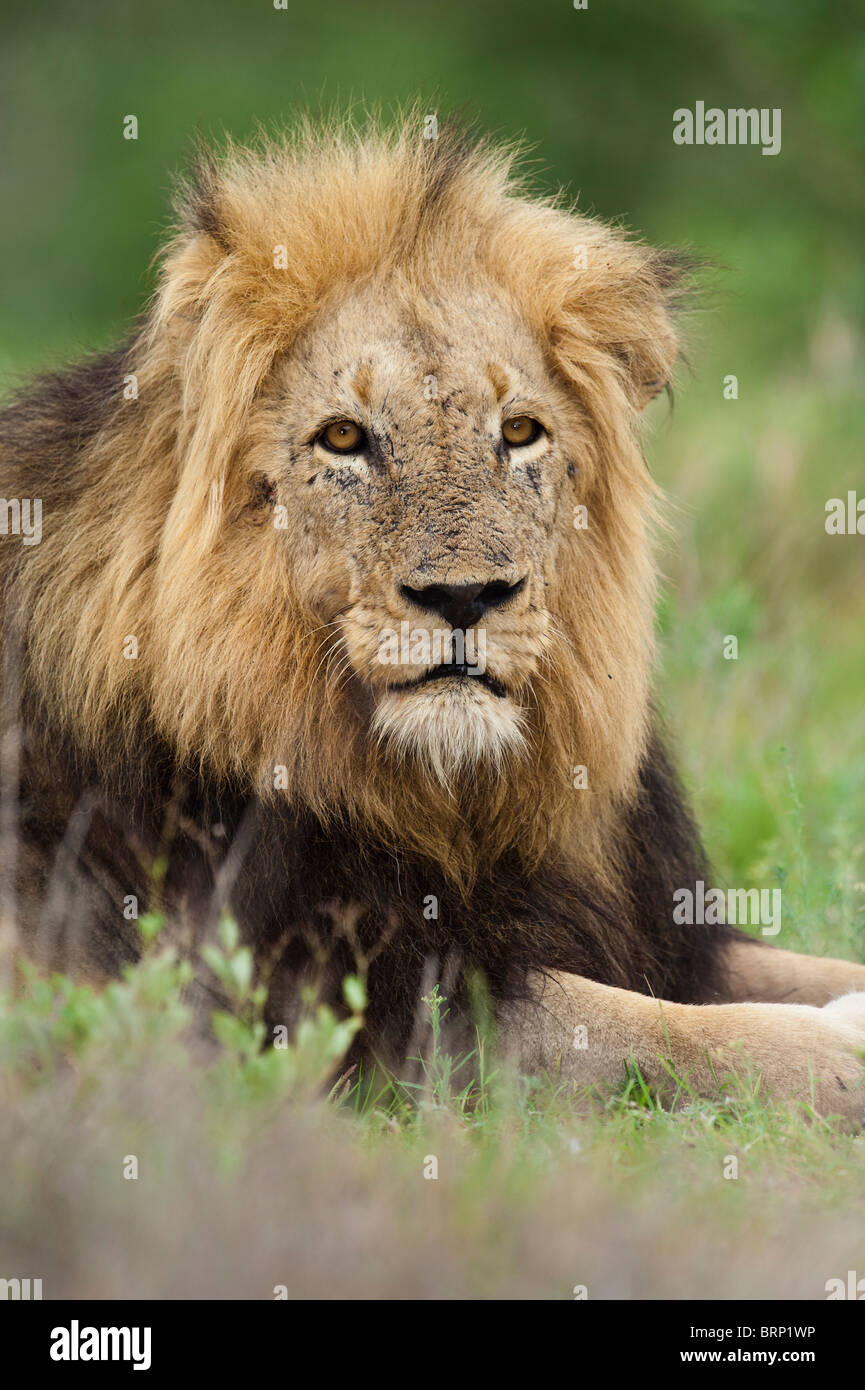 Old male lion portrait Stock Photo