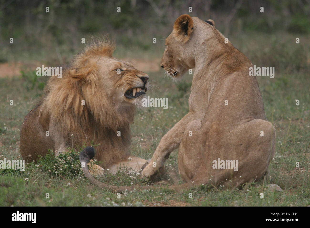 Lion and lioness mating pair lying and sitting in the grass Stock Photo ...