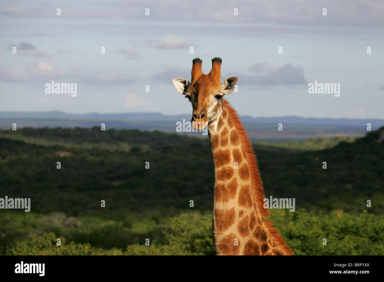 Giraffe portrait with a landscape in the background Stock Photo