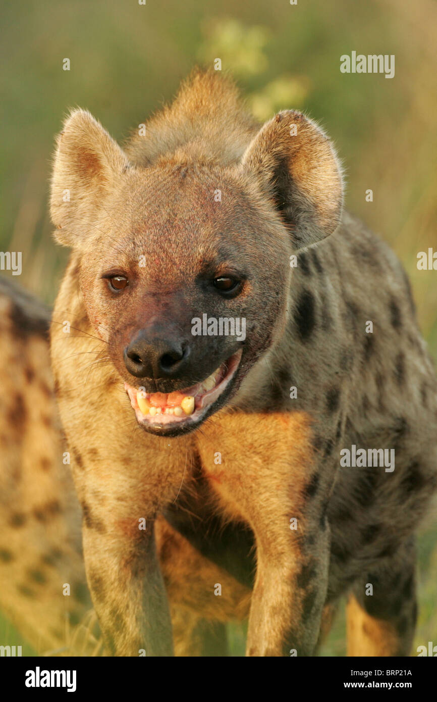 Spotted hyena close up with its mouth open Stock Photo - Alamy Spotted hyena close up with its mouth open Stock Photo - Alamy