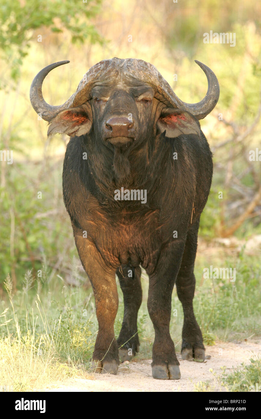 Male Buffalo standing on its own and looking directly at the camera Stock Photo