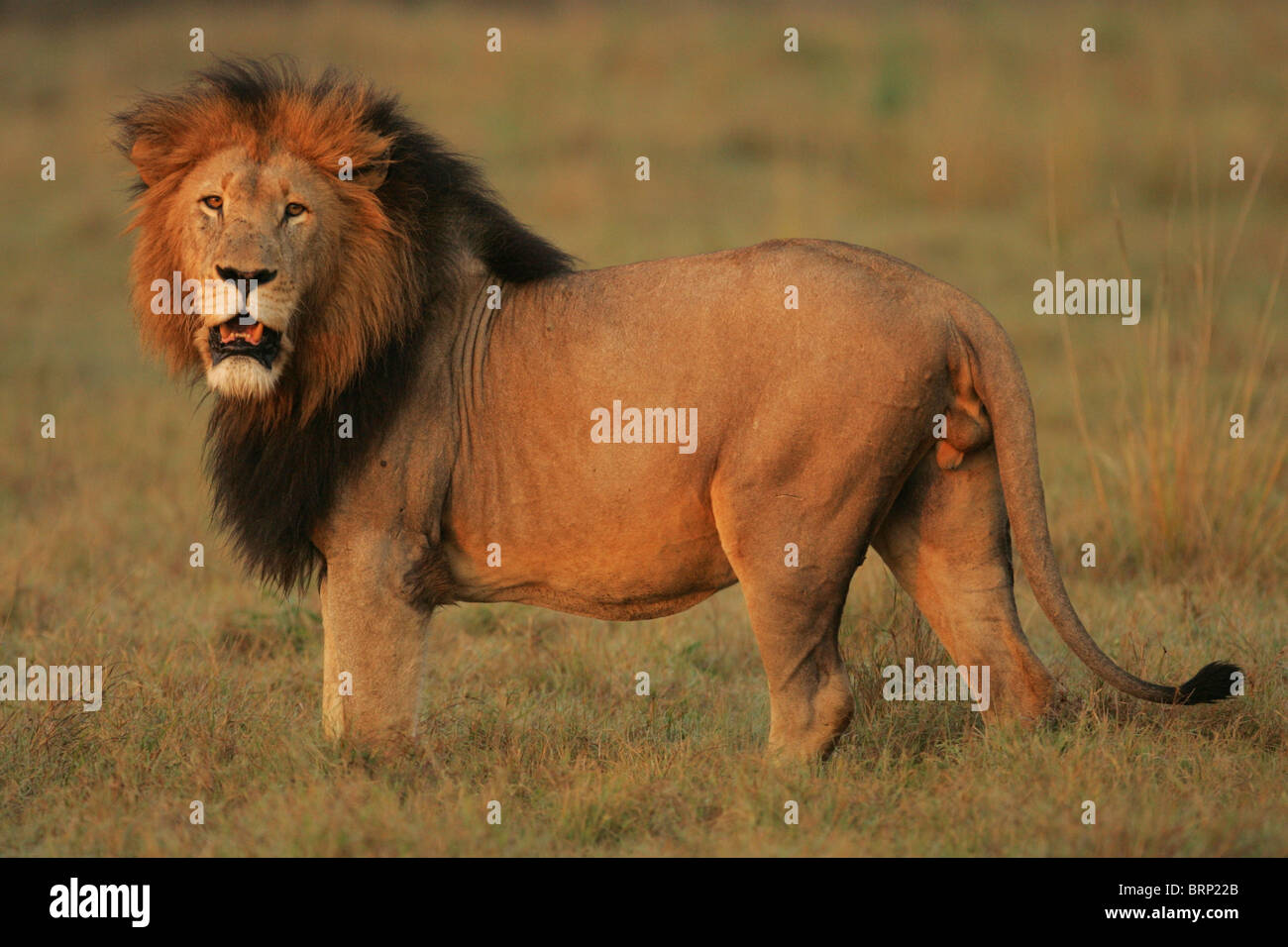 Male lion with a long black mane and its mouth slightly open standing by itself in dry grass Stock Photo