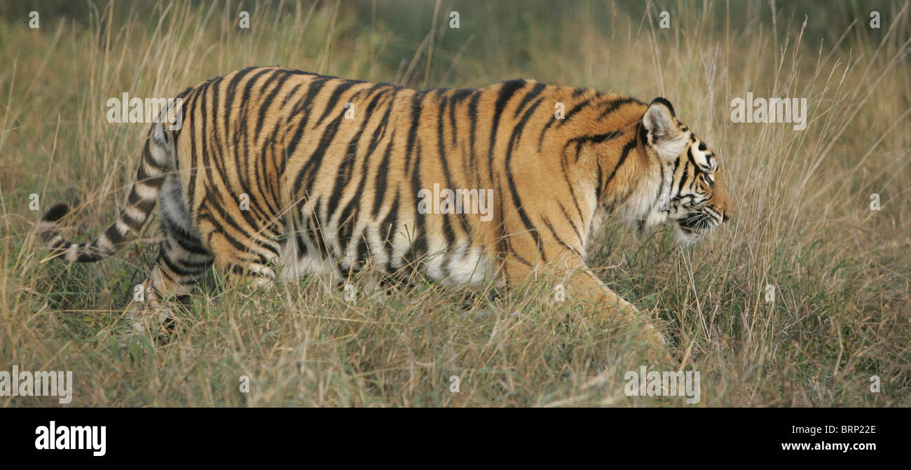 Side view of an Amur Tiger walking through dry grass Stock Photo