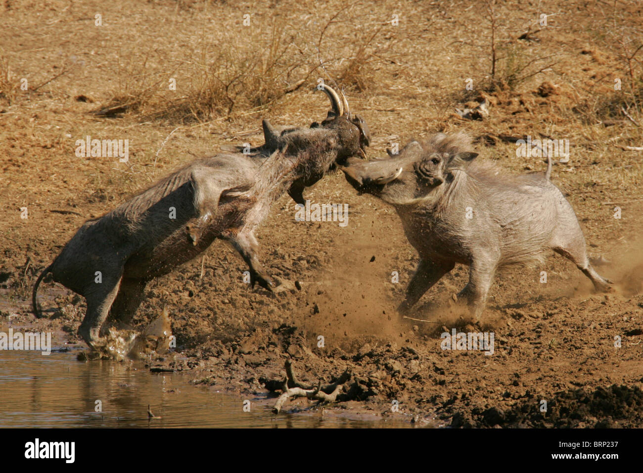 Two male Warthog fighting Stock Photo