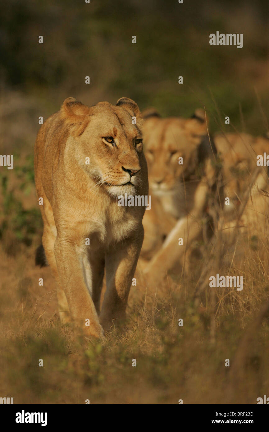 Lionesses walking in single file through long dry grass Stock Photo