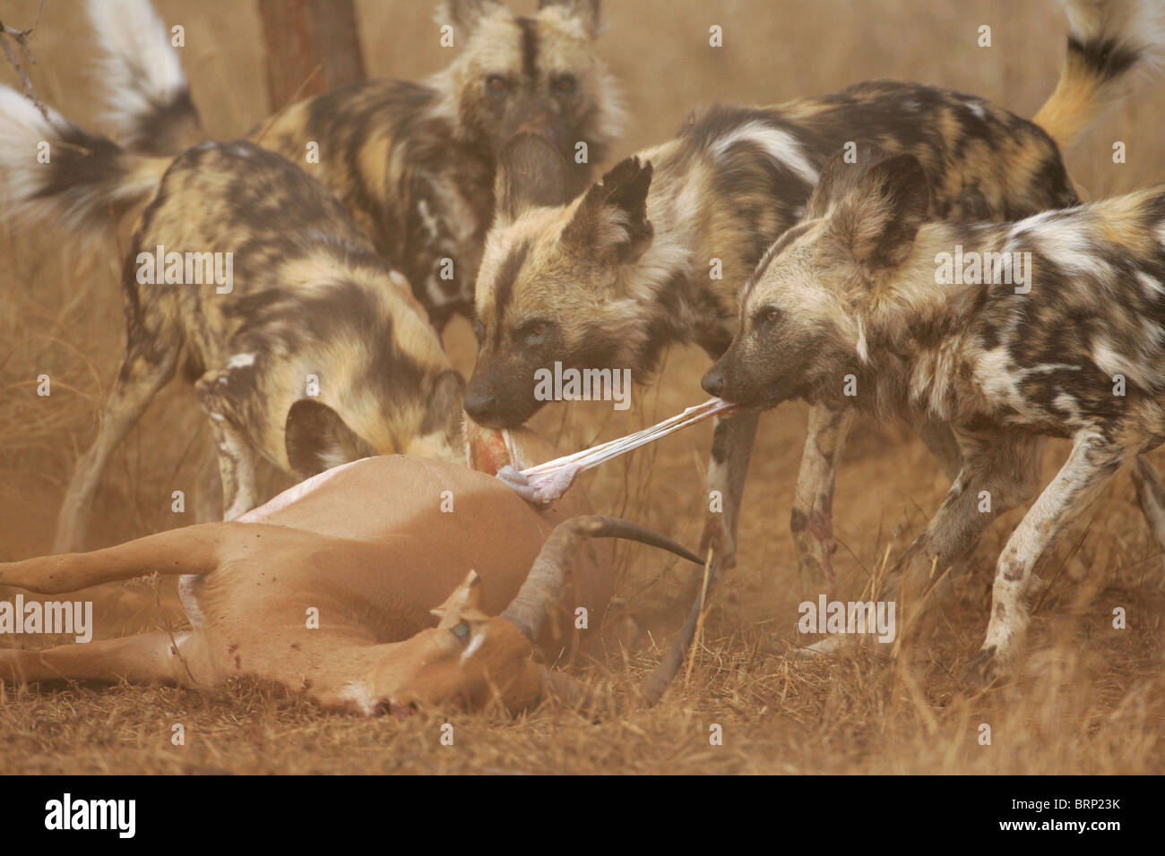 African Wild Dog pack feeding on Impala kill Stock Photo