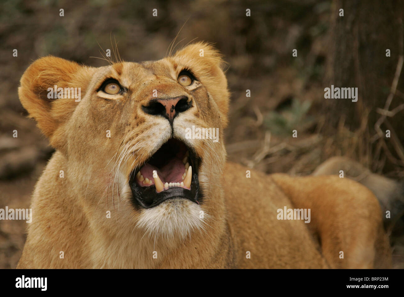 A portrait of an Lioness lying on the ground and looking skywards Stock Photo