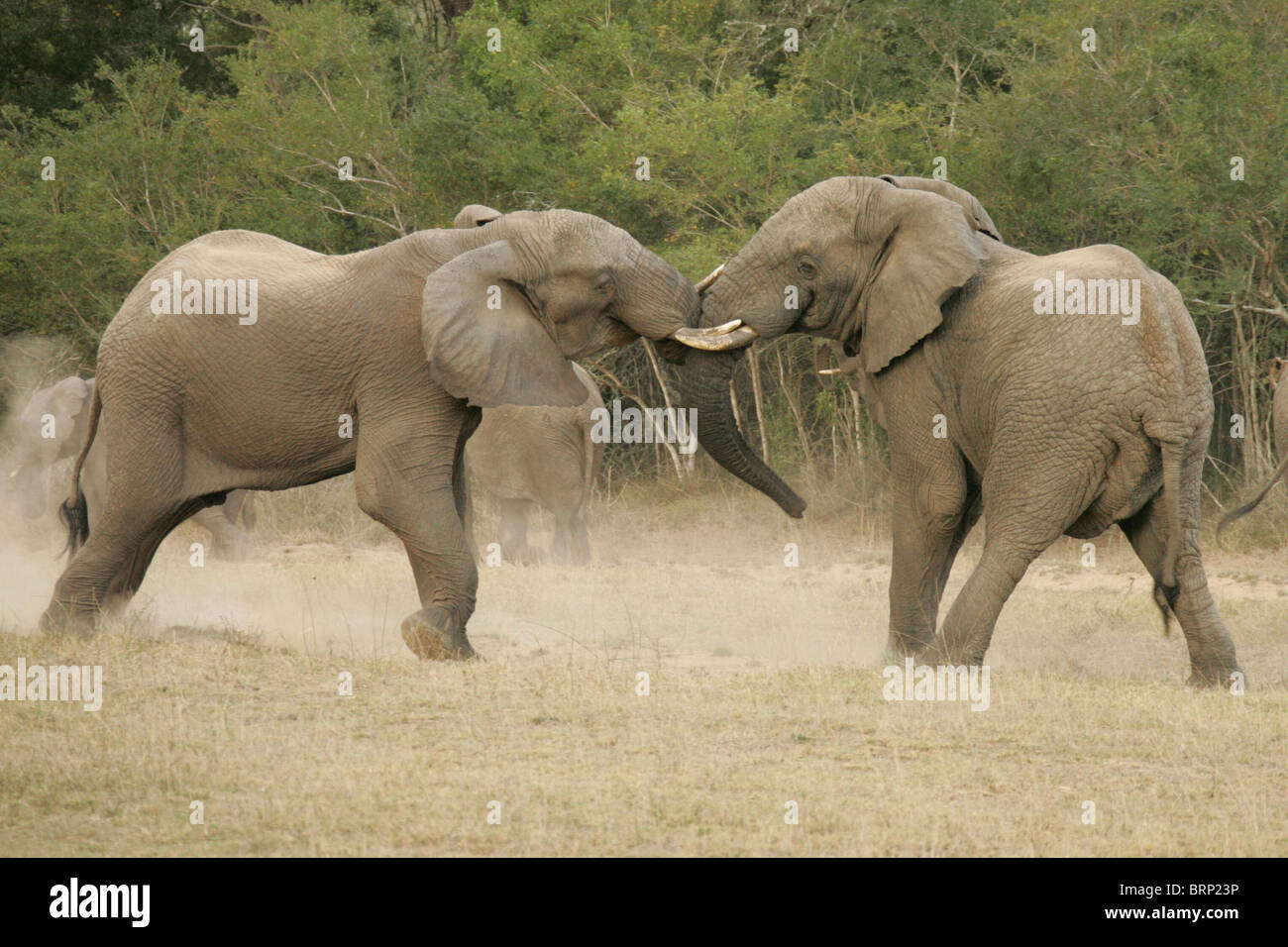 Fighting tusks hires stock photography and images Alamy