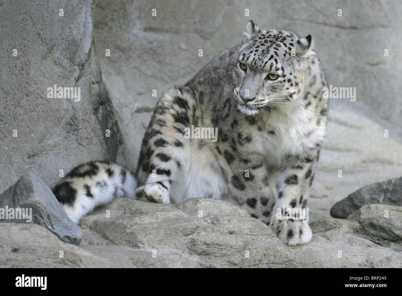 A Mature Snow Leopard Sitting Amongst Rocks Stock Photo Alamy