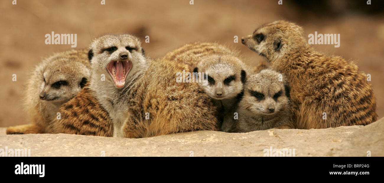 Meerkat family huddled together Stock Photo