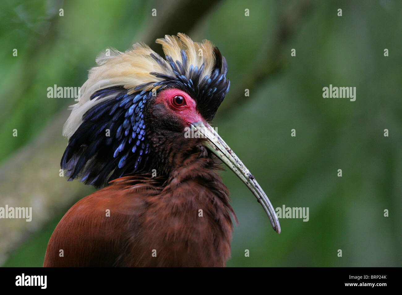 Madagascar Ibis with its comb extended Stock Photo