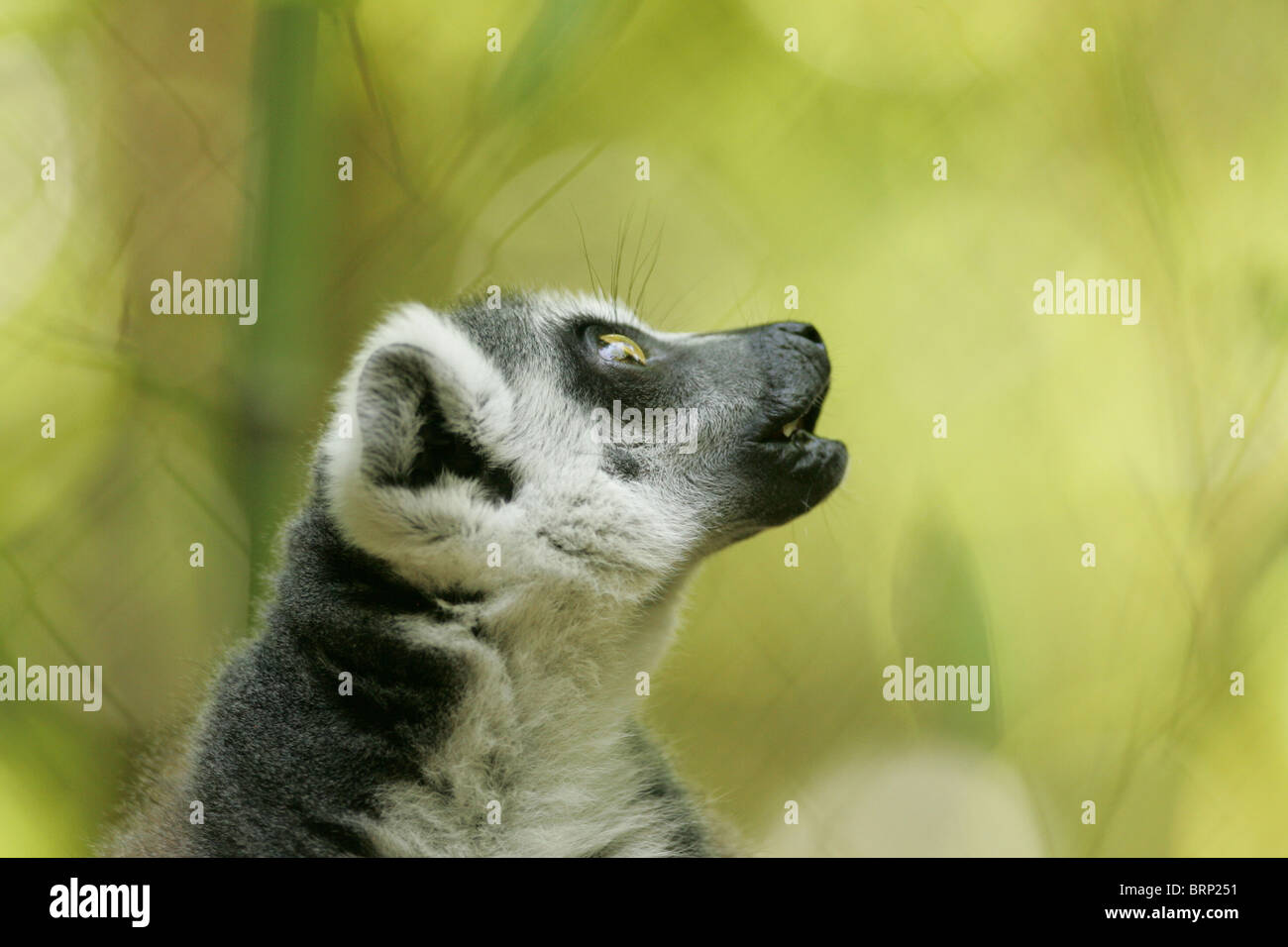 A Ring-tailed Lemur looking skywards with its mouth open Stock Photo
