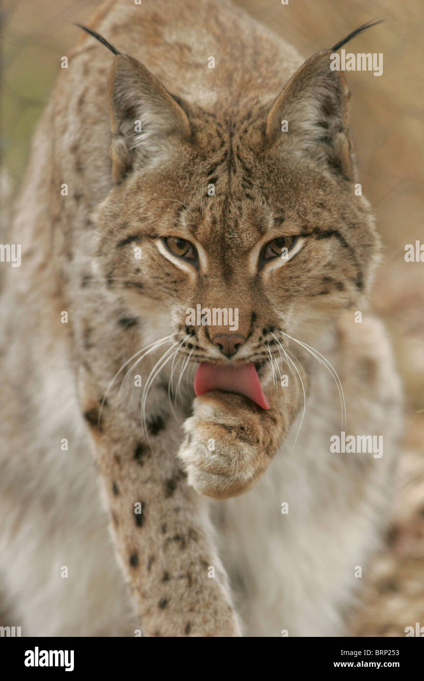 Eurasian Lynx licking its paw and making eye contact Stock Photo