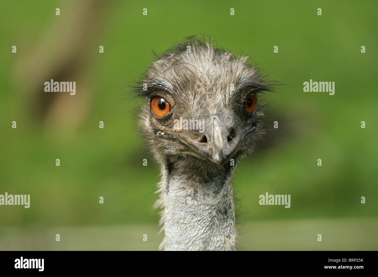 Emu portrait Stock Photo