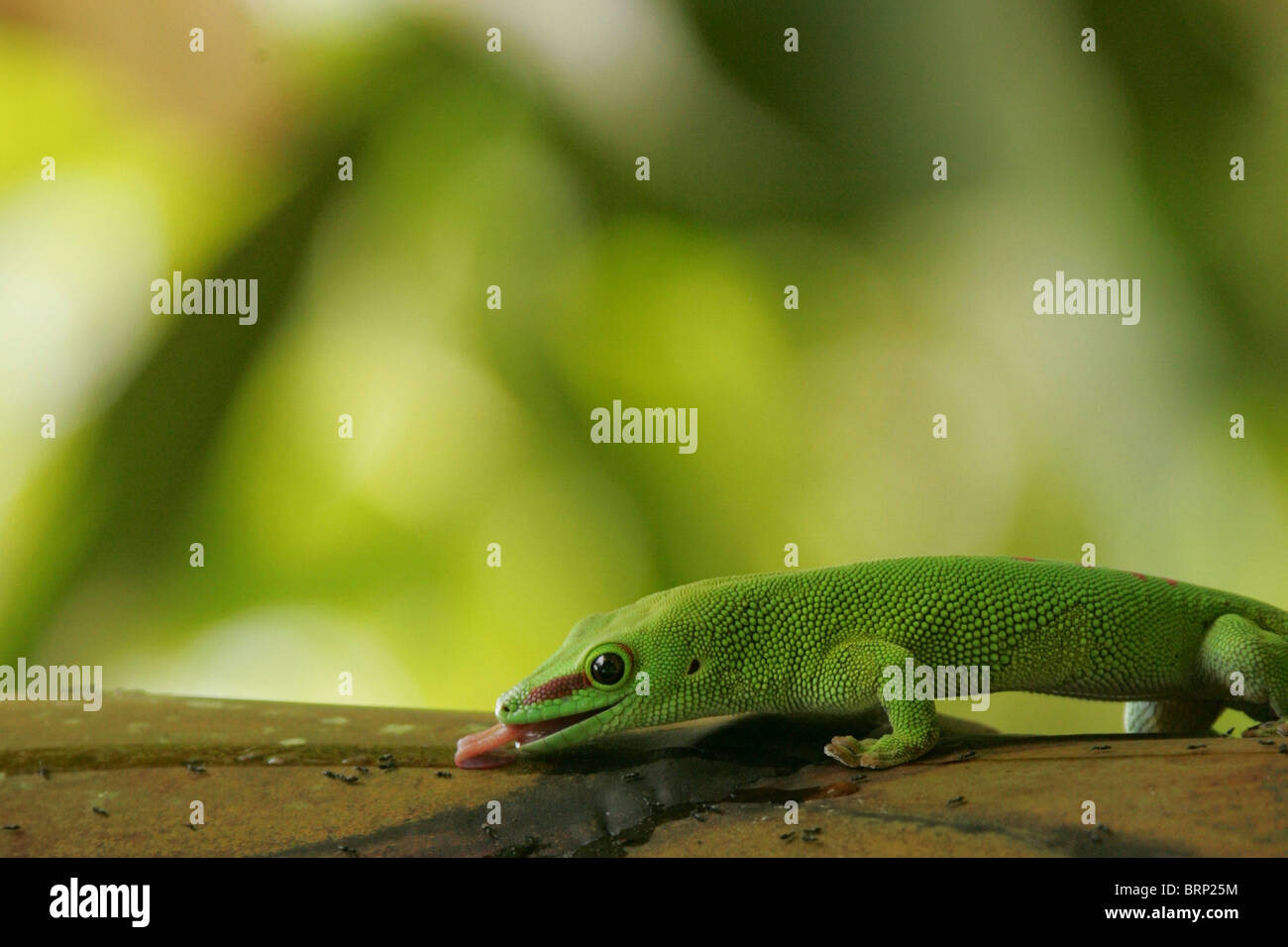 Madagascar Day Gecko with its tongue extended Stock Photo