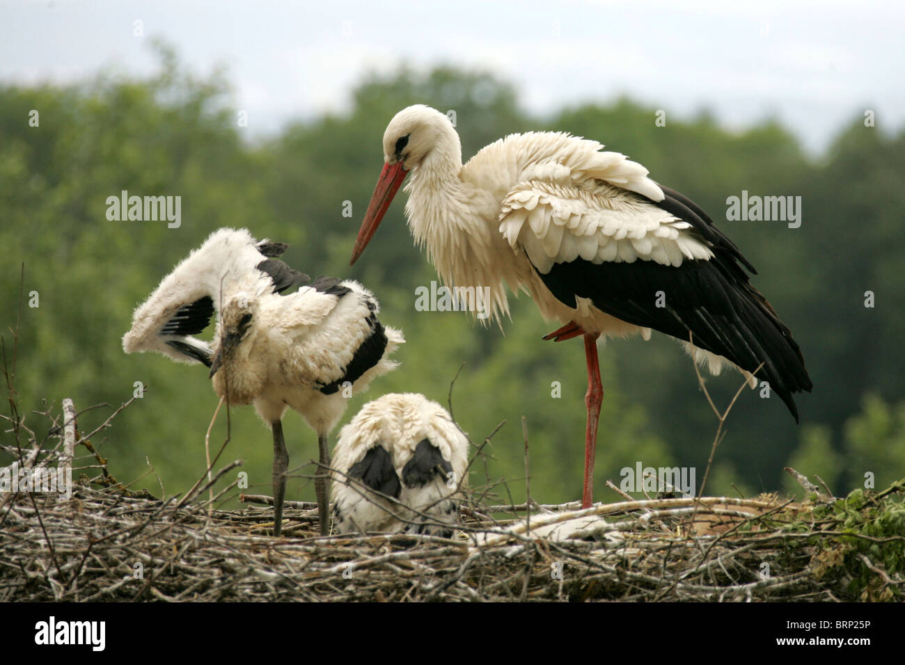 White Stork with two chicks in their nest made of twigs Stock Photo