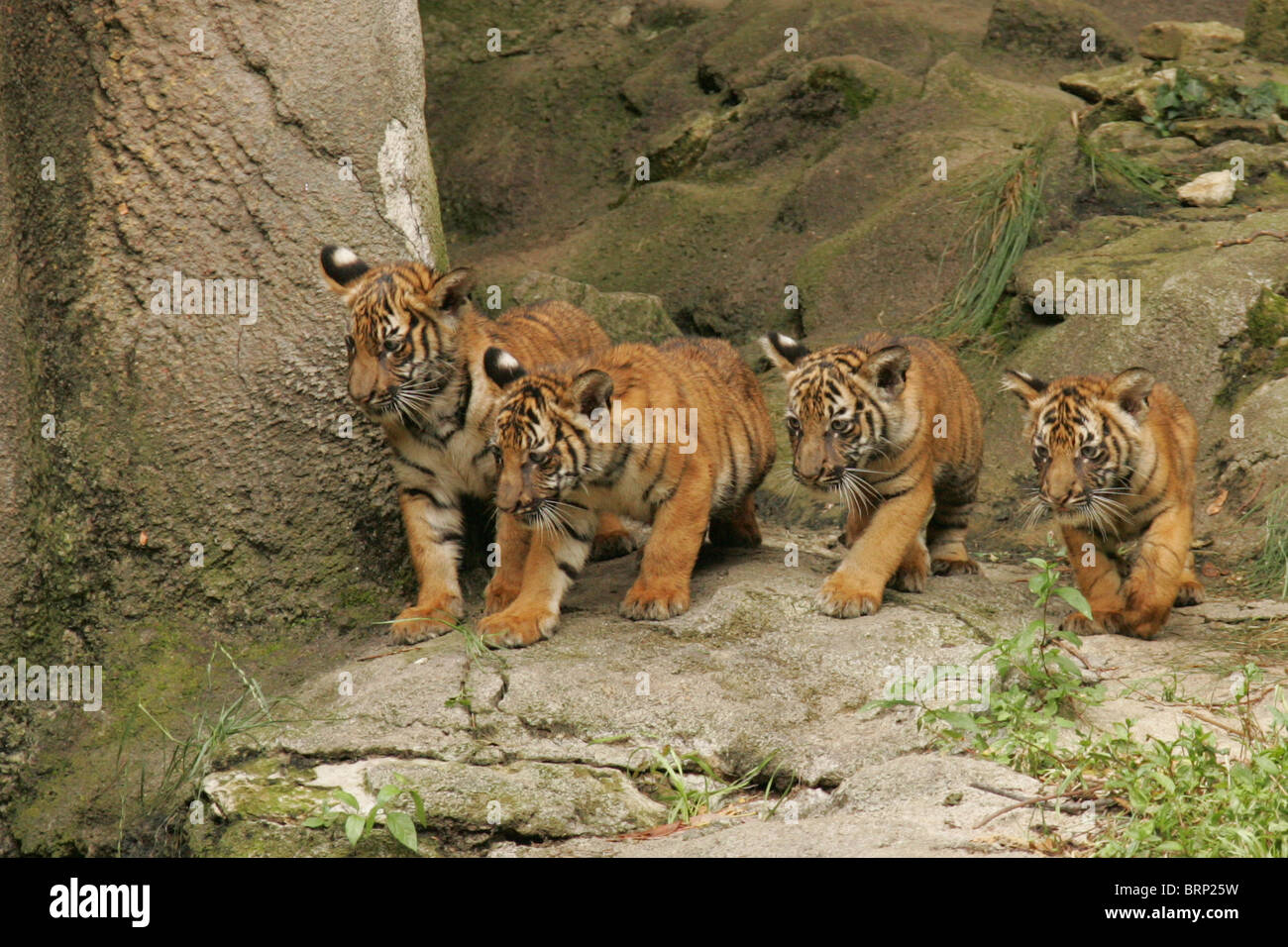 Four Malayan Tigers cubs standing together and looking down from a rock Stock Photo